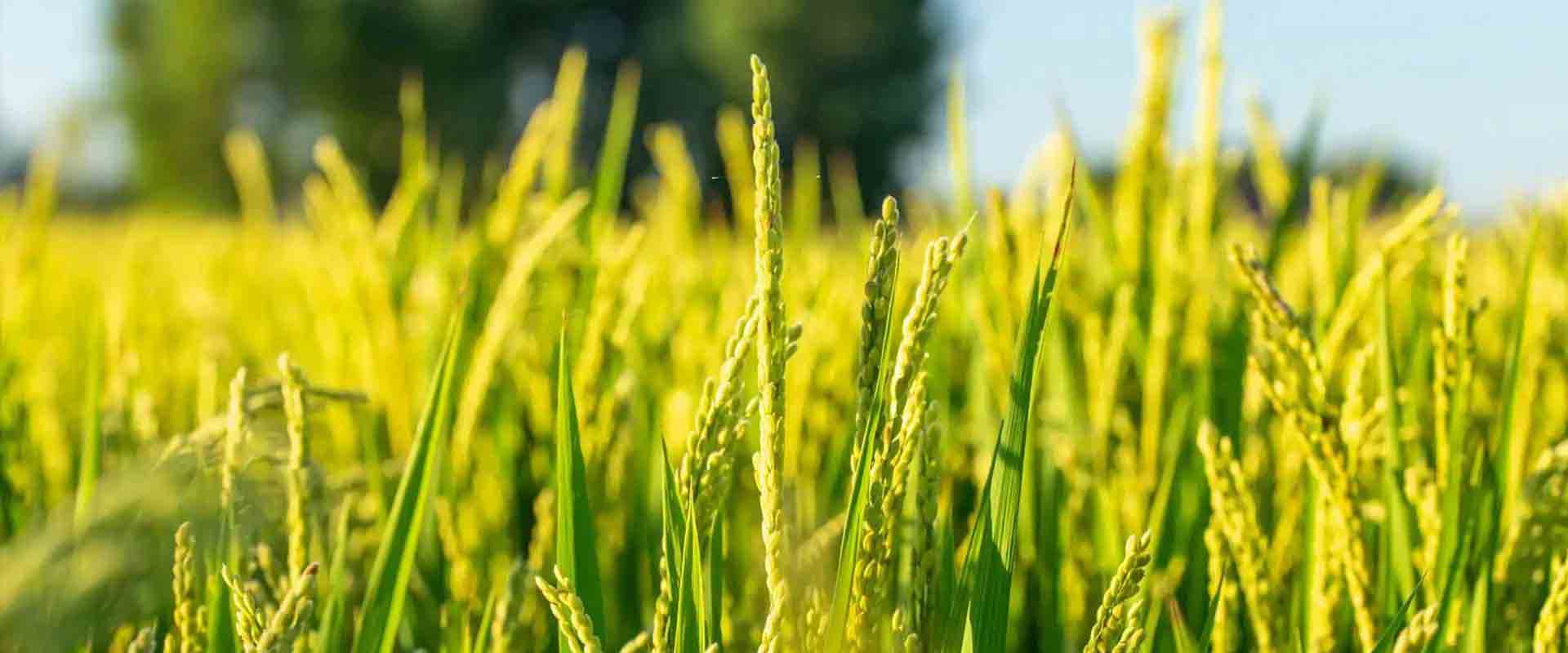 能见度传感器解决方案